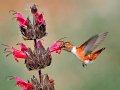 833 - hummingbird 02 - LAM THANH - united states of america